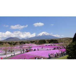 富士芝桜まつり開催中