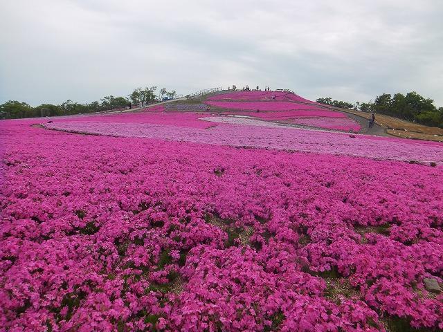 天空の花回廊