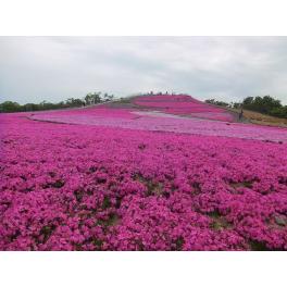 天空の花回廊